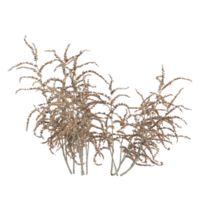 3d illustration of Goatsbeard tree isolated on transparent Canvas png