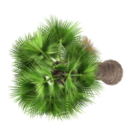 3d illustration of California palm tree isolated on transparent canvas from the top view png