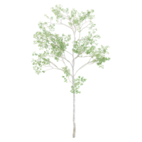 3d rendering of Birch tree isolated on transparent Canvas png