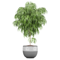 3d illustration of Ficus alii in planter isolated on transparent canvas png