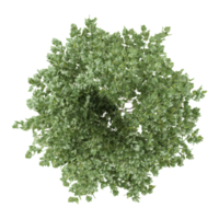 3d illustration of Dogwood tree isolated on transparent Canvas from the top view png