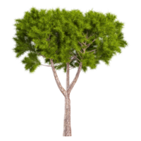 3d illustration of medium pinus pinea tree isolated on transparent Canvas png