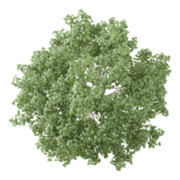 3d illustration of medium pinus pinea tree isolated on transparent Canvas from top view png