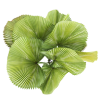 3d illustration of Licuala orbicularis tree isolated on transparent canvas from top view png