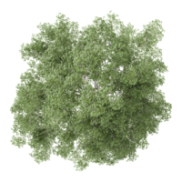 3d illustration of Cupressus tree isolated on transparent Canvas from top view png