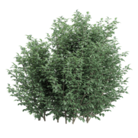 3d Rendering of Dogwood tree isolated on transparent Canvas png