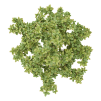 collection of Birch tree with realistic style from top view png
