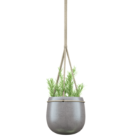 hanging houseplant isolated on transparent canvas png
