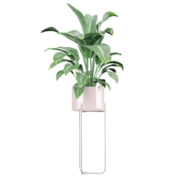 3D rendering of Peace lily plant in planter isolated on transparent canvas png