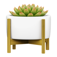 3D rendering of Echeveria plant in planter isolated on transparent canvas png