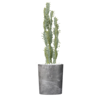 3D rendering of Euphorbia ammak plant in planter isolated on transparent canvas png