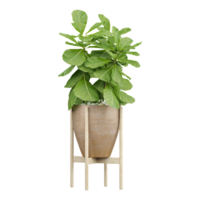 3d illustration of Fiddle-leaf fig in planter isolated on transparent canvas png