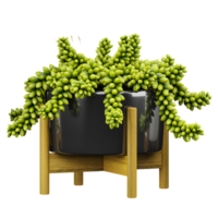 3D rendering of Burro's-tail plant in planter isolated on transparent canvas png