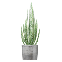 3D rendering of Dracaena trifasciata plant in planter isolated on transparent canvas png