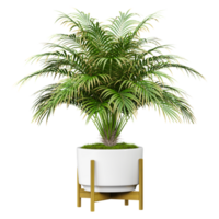 3D rendering of Areca palm plant in planter isolated on transparent canvas png