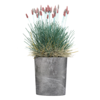 3D rendering of Chinese fountain grass in planter isolated on transparent canvas png