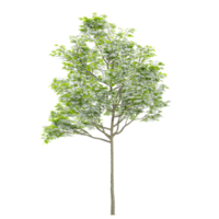 3D rendering of tilia europaea tree isolated on transparent canvas png