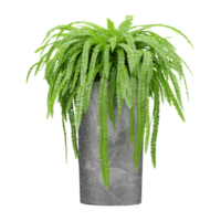 3D rendering of Fern plant in planter isolated on transparent canvas png