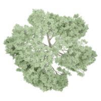 3D rendering of tilia europaea tree isolated on transparent canvas from top view png