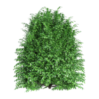 Beautiful shape of green Cedar tree isolated on transparent Canvas png