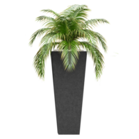 Green Pygmy date palm in planter isolated on transparent Canvas png