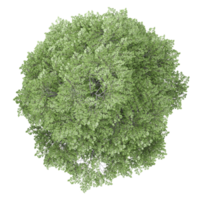 Beautiful shape of green tilia europaea tree isolated on transparent Canvas from the top view png