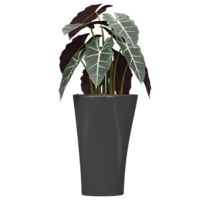 collection of Alocasia wentii Plant in a pot isolated on transparent Canvas png