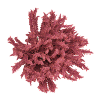 3d rendering of a flower bush from top view isolated on canvas png