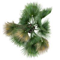 3d illustration of Licuala orbicularis tree isolated on transparent canvas from the top view png