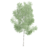 3d rendering of birch tree isolated on transparent canvas png