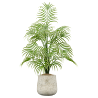 3d rendering of Rubber fig tree isolated on transparent canvas png
