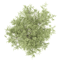 3d illustration of sheena's gold tree isolated on transparent canvas from top view png