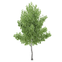 Beautiful shape of green birch tree tree isolated on transparent Canvas png