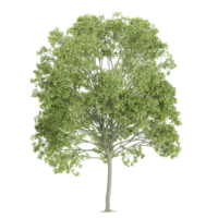 3d rendering of Ash tree isolated on transparent canvas png