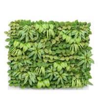 collection of Dumb canes tree isolated on transparent Canvas png