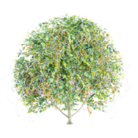 3d rendering of sheena's gold tree isolated on transparent canvas png