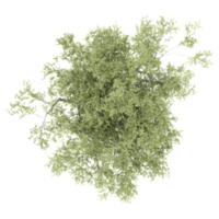 3d rendering of sheena's gold tree isolated on transparent canvas from top view png