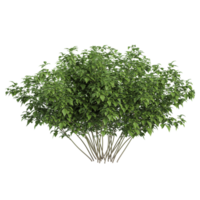 3d rendering of White dogwood tree isolated on transparent canvas png