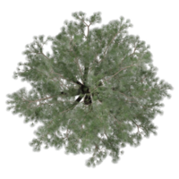 3d rendering of Pine tree isolated on transparent canvas from top view png