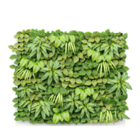 Beautiful shape of Dumb canes tree isolated on transparent Canvas png