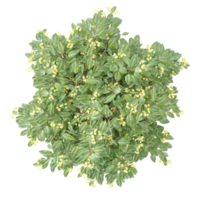 Beautiful shape of green White dogwood tree tree isolated on transparent Canvas from the top view png