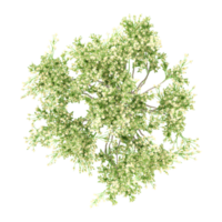 Beautiful shape of green dogwood tree tree isolated on transparent Canvas from the top view png