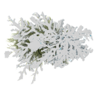 winter snowy tree from the top view isolated on transparent Canvas png