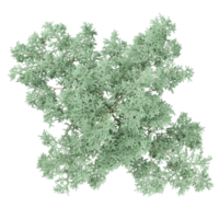 3d rendering of Ash tree isolated on transparent canvas from top view png