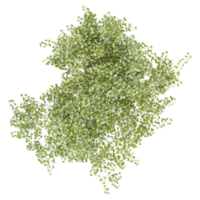 Top view of Young's weeping tree isolated on transparent Canvas png