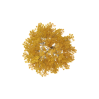 Top view of Maple tree isolated on transparent Canvas png