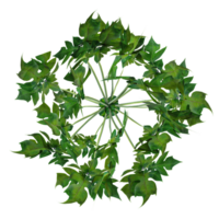 collection of Papaya tree with realistic style from top view png