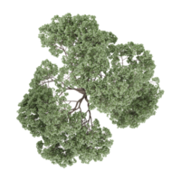 Top view of Oak tree isolated on transparent Canvas png