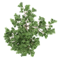 Top view of Eucalyptus tree isolated on transparent Canvas png
