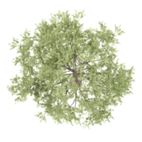 Green Tilia cordata tree isolated on transparent Canvas from the top view png